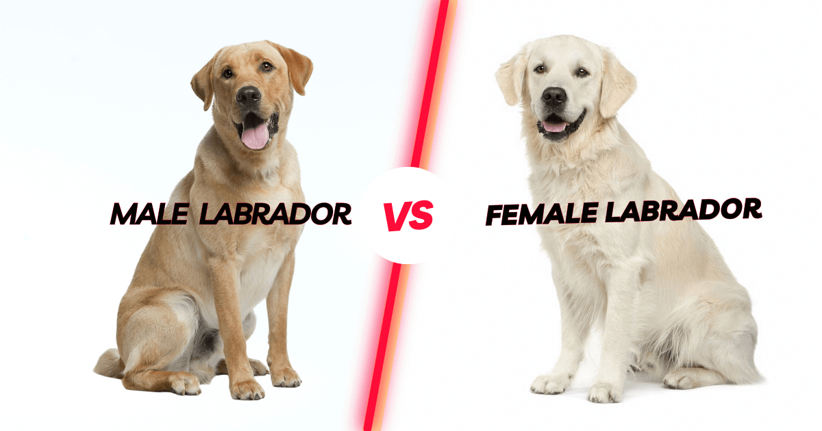 Choosing the Right Labrador-Male VS Female Labrador Retriever Behavior