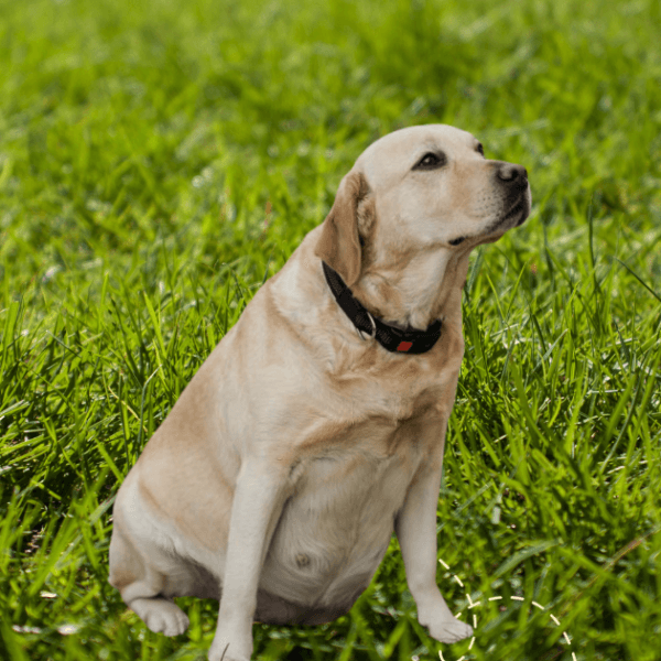 Breeders Tips: How To Tell If a Labrador Dog Is Pregnant