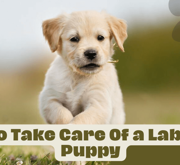 How To Take Care Of a Labrador Puppy