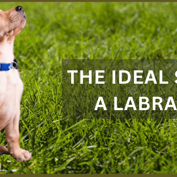 The Ultimate Guide to Labrador Size: How Big Is a Labrador Dog