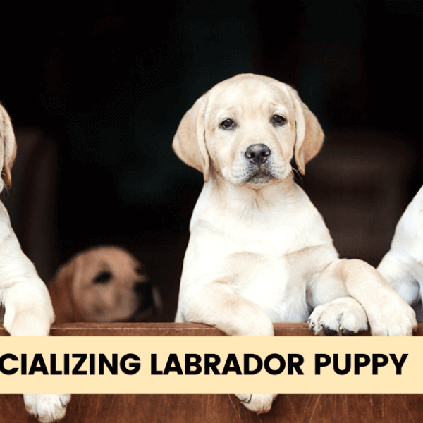 Socializing labrador Puppy