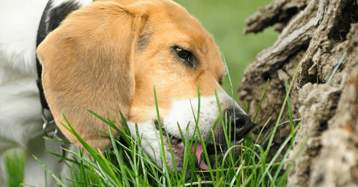 Why Do Labradors Eat Grass