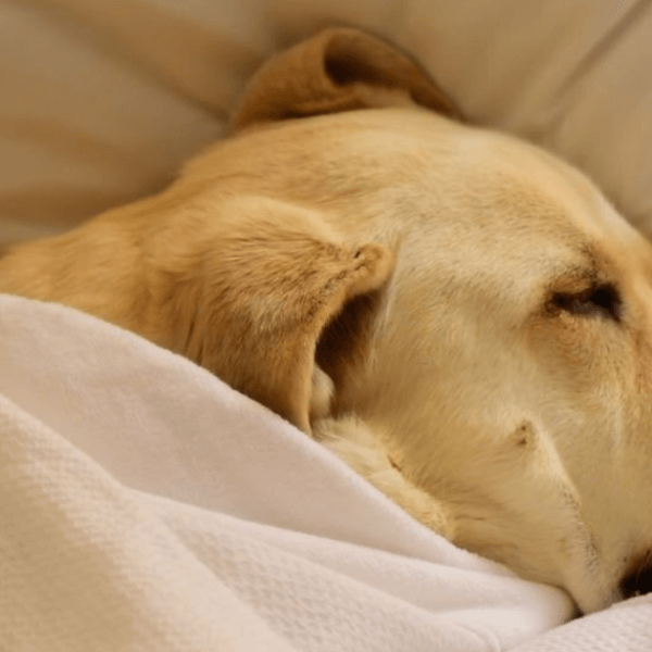 how much sleep do labradors need