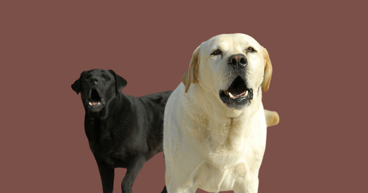 labrador growling