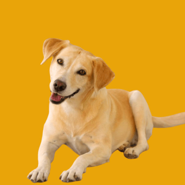 labrador retriever happy tails