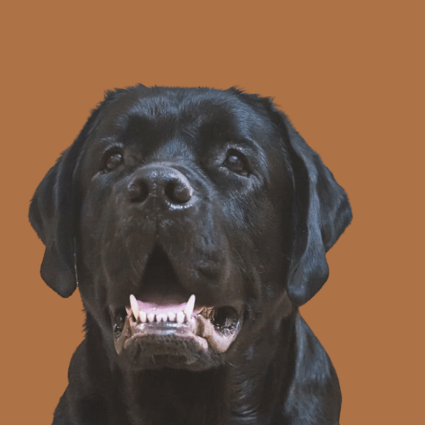 Labrador Showing Teeth