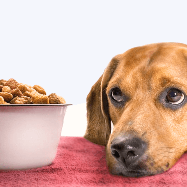 My Labrador Won’t Eat Out of His Bowl Anymore- Top Reasons & Solutions