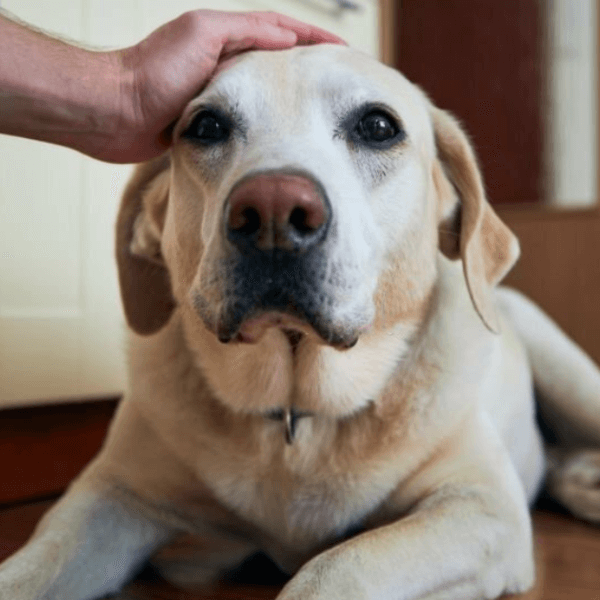 why does my labrador stare at me