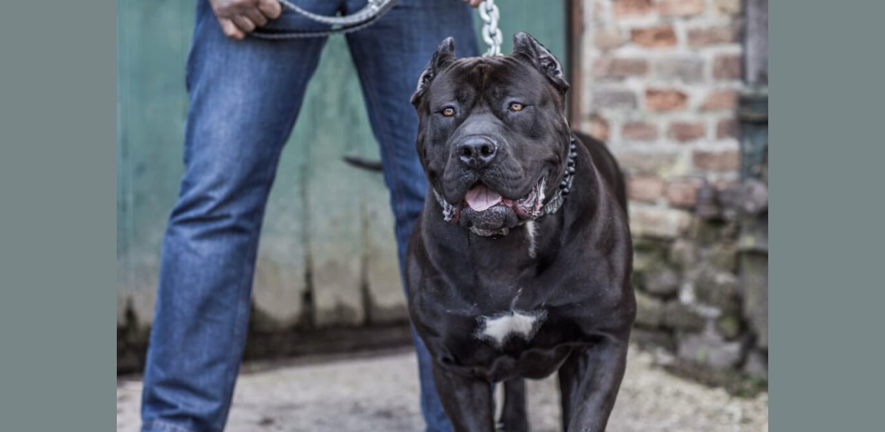 Black Mouth Cur and Labrador Mix