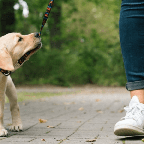 How to Stop Labrador Biting Problem – Easy and Effective Approach