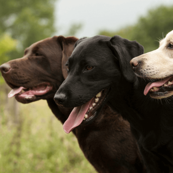 Labrador Behavior