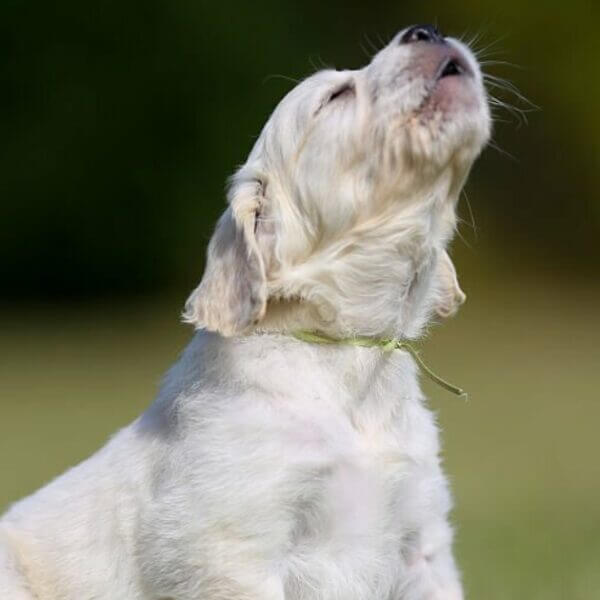 Labrador Howling