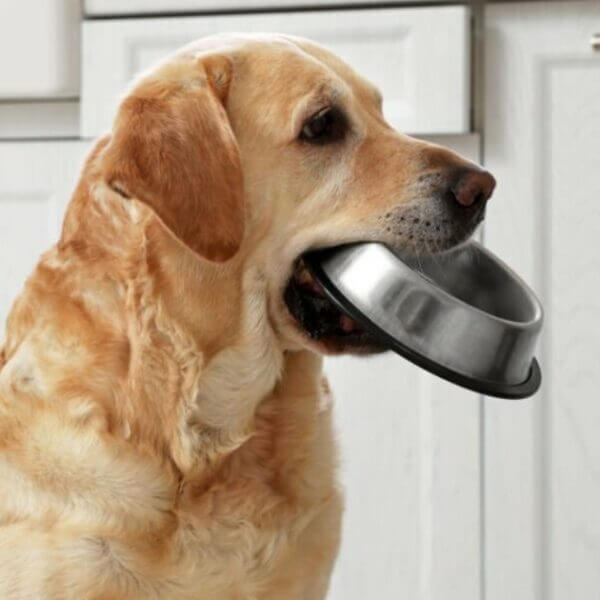 Why Do Labradors Carry Things in Their Mouth