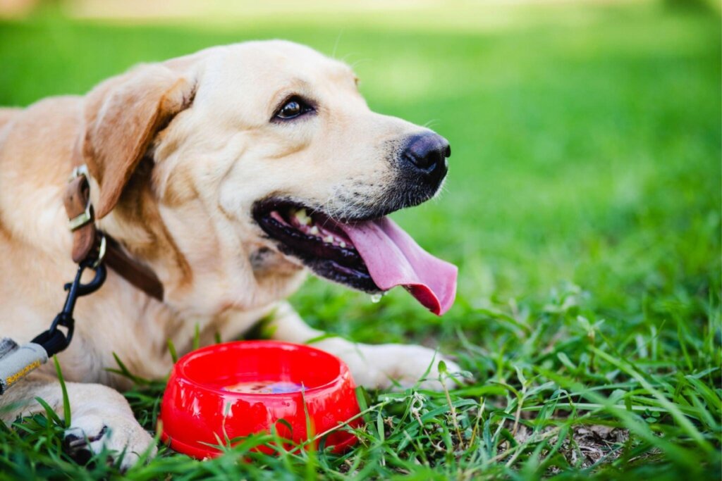 Labrador Food 101 Best Feeding Guide