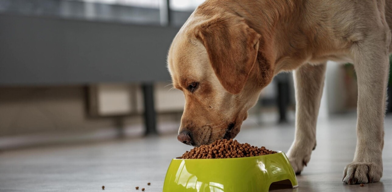 Labrador Food 101- Best Feeding Guide