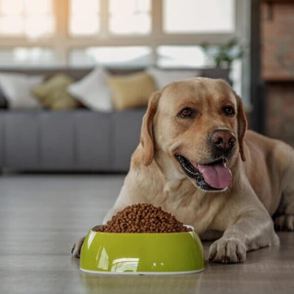 How Much Should I Feed My Labrador