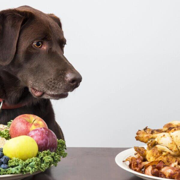 Healthy Food For Labrador