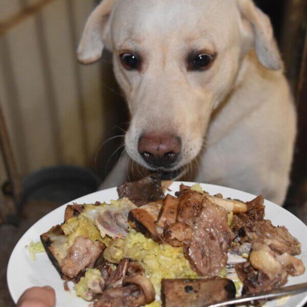 Homemade Food for Labrador