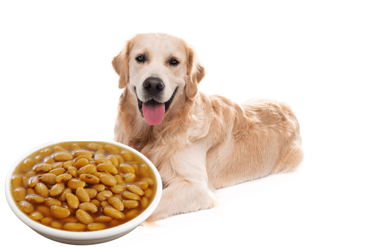 Can Dog Eat Beans